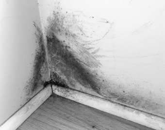 example of black mold
