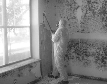  mold remediation in progress