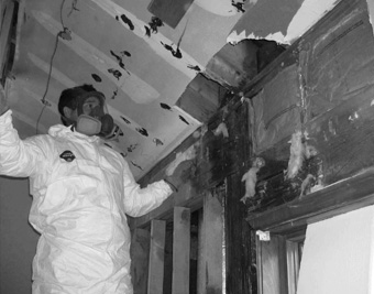 Kingston Mold Removal